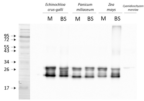 western blot using anti-Lhca2 antibodies